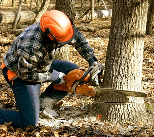 Tree Removal in Nottawa, MI